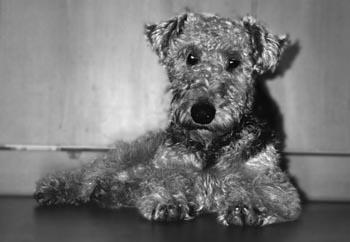 Welsh Terrier Bilder