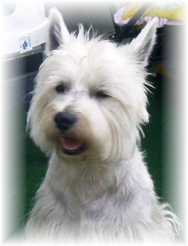 West Highland White Terrier Bilder