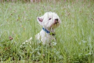 West Highland White Terrier Bilder
