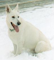 Weiße Schäferhund