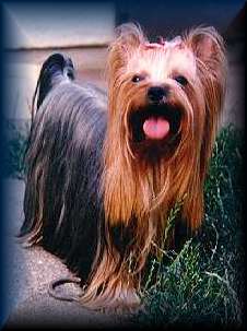 Yorkshire Terrier Bilder