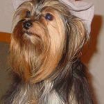 Yorkshire Terrier