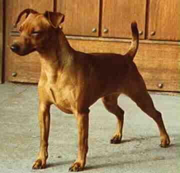 Zwergpinscher