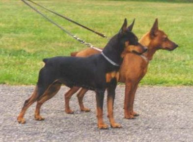 Zwergpinscher