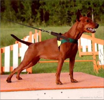 Zwergpinscher