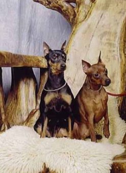 Zwergpinscher Hund