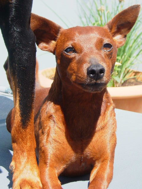 Zwergpinscher