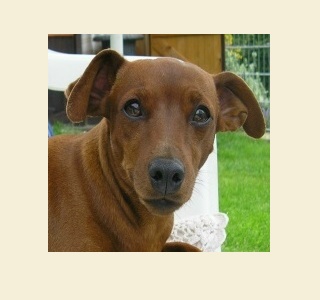 Zwergpinscher