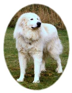 Go to Ursa's Signum Great Pyrenean Mountain Dogs ...
