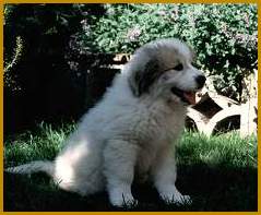 black pyrenean mountain dog