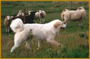 Go to Ursa's Signum Great Pyrenean Mountain Dogs ...