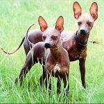 Xoloitzcuintle