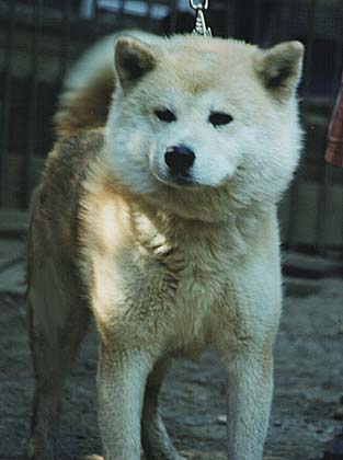 Akita Inu