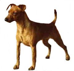 Pinscher