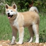 Akita Inu