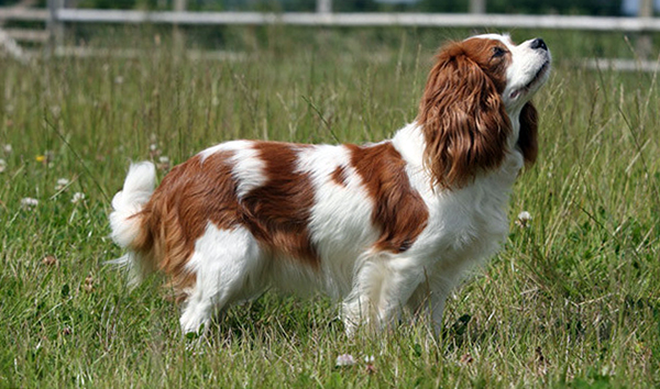 Cavalier King Charles Spaniel breed