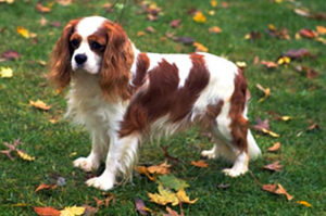 Cavalier King Charles Spaniel breed | Photos, temperaments and trivia