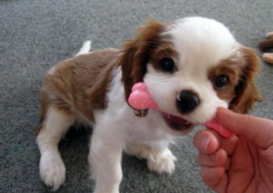 Cavalier King Charles Spaniel breed | Photos, temperaments and trivia