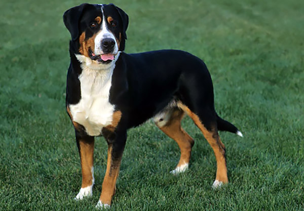 Great Swiss Mountain Dog