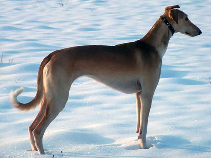 Polish Greyhound