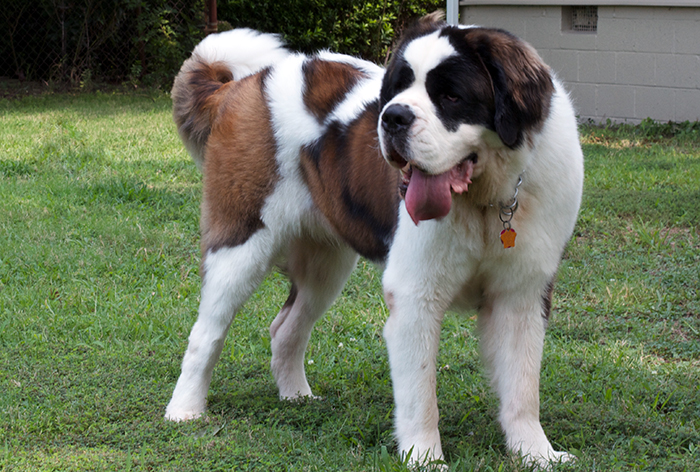 dog saint bernard dog