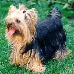 I'm Baby-Balu, the mother of Cher