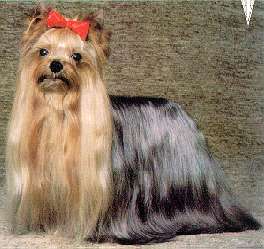Breeder Maria Jansen, Belgium