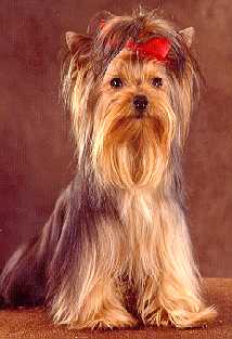 Breeder and Owner Martha Goebel, Germany