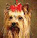 Yorkshire Terrier Aristocrate Felix Porte Bonheur