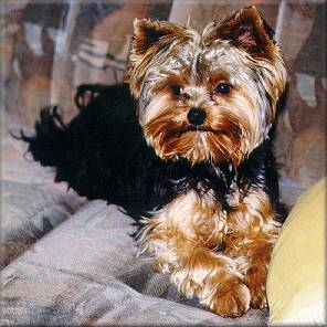 Yorkshire Terrier Qiu-Hawk aus Daphne und Quinto, geb. 05.03.98