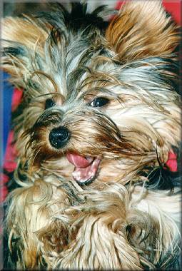 YORKSHIRE TERRIER UKA D'ELITE D'OR, aus Hassan und Usmiech, geb.: 13.05.98