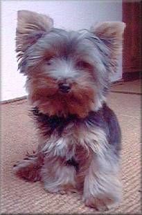 Yorkshire Terrier UX D'ELITE DOR, aus Usmiech und Hassan, geb.: 13.05.98