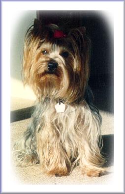 Yorkshire Terrier Ramon, aus Maleschni Backi & Alpha vom Panorama, geb.: 21.05.91