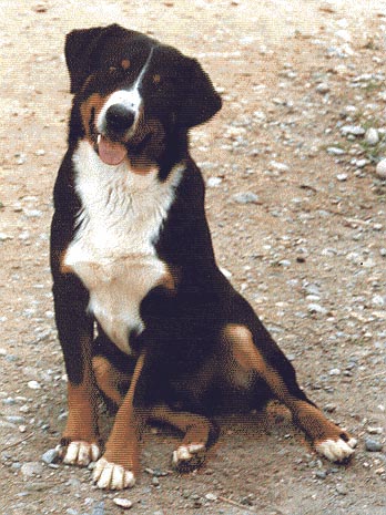 Appenzeller Sennenhund