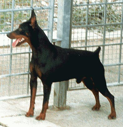 Zwergpinscher