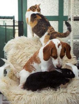 Beagle playing with animals