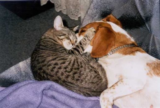 Beagle sleeping with cat