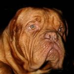 Dogue de Bordeaux