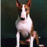 Bull Terrier