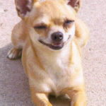 Chihuahua