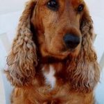 Cocker Spaniel