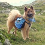 Eurasier
