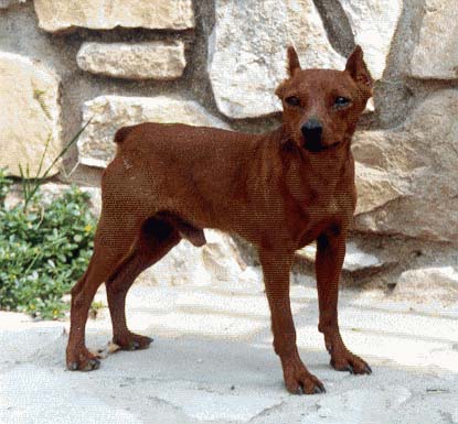 Zwergpinscher