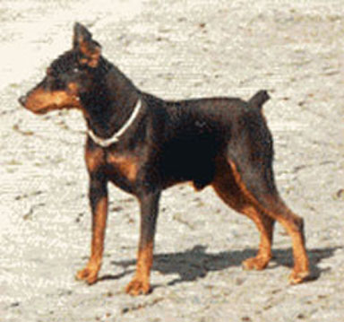 Zwergpinscher