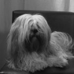 Lhasa Apso