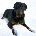 Rottweiler