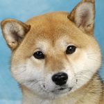 Shiba Inu