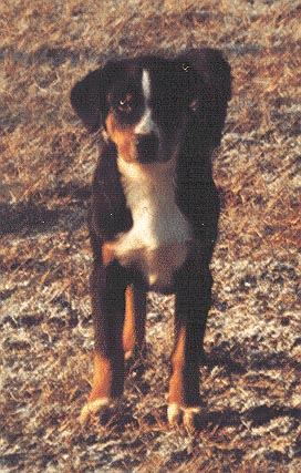 Appenzeller Sennenhund