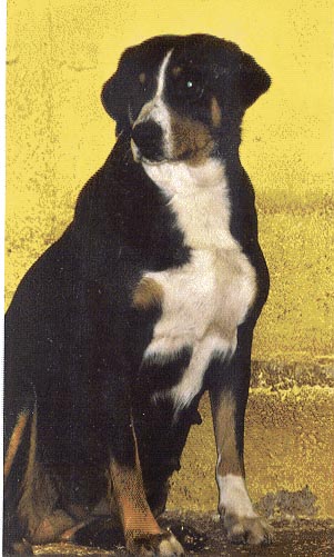 Appenzeller Sennenhund