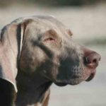 Weimaraner